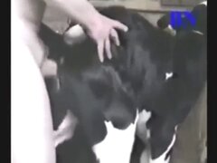 Pussy animal sex