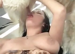 Busty brunette is busy sucking white fluffy dog's hard pecker