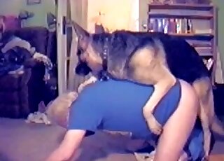 Dude in a blue t-shirt moans softly as this dog fuck his asshole