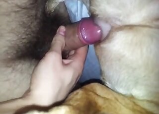 Guy inserts his throbbing member in a dog's pussy in missionary