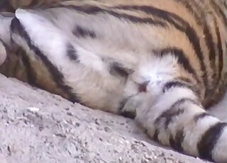 Sexy tiger showing its massive cock in a voyeur-style porn video