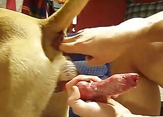 Hot zoophilic video showing red dog cock getting stroked by a zoophile