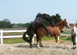 Outdoor fuck movie showing a brown mare taking that huge cock