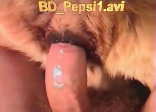 Sexy brown dog licks that penis in POV and then gets creampied