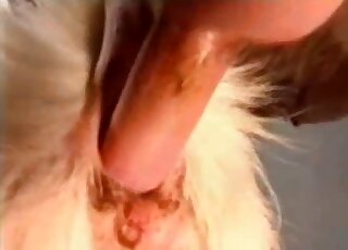 Group zoophilia scene showing a guy's hairy cock fucking goat pussy
