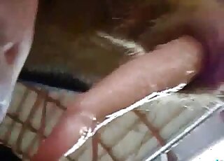 رجل يقبل بكل سرور على قضيب هذا الحيوان في مقطع فيديو إباحي للمزرعة