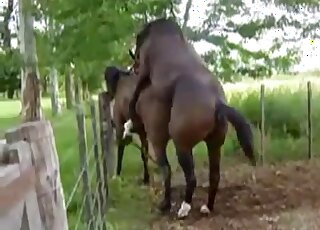 Brown stallion fucking a mare's pussy from behind in a hot video