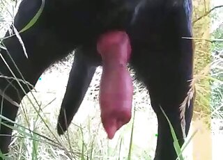 Outdoor porn movie that focuses on the size of a dog's red cock