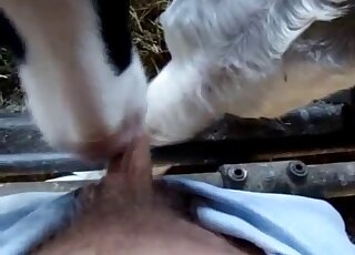 Cow blowjob scene showing a hard zoophile dick sucked in POV