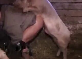 Pig fucks on all fours a big-assed zoophile in dirty, old clothes