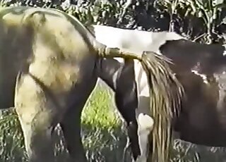 Appealing fucking with a brown stallion that fucks other animals hard