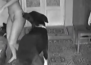 B&W sex tape with a round booty zoophile fucking a black dog hard