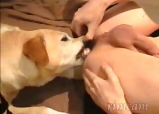 Dude's asshole is getting thoroughly licked by a salad-tossing dog