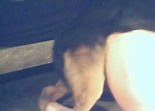 Dog with red cock thrusting aggressively with this big-assed zoophile