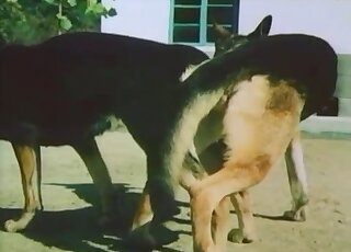 Animal fucking scene showing two beasts fucking each other hard