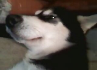 Guy guides his oversized cock in pink pussy of a black and white dog