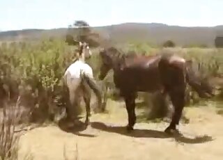 Outdoor dog fucking experience featuring a very hung brown stallion