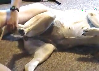 Dog lying on its back as it receives a great handjob from a zoophile
