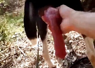 Dog's red cock is being showcased in an outdoor zoo porn video