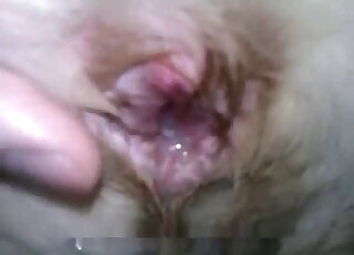 Closeup shots of a freshly fucked dog pussy and a huge zoophile dick