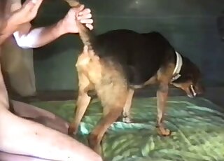 Incredibly hairy cock of a zoophile slides inside a dog's wet pussy
