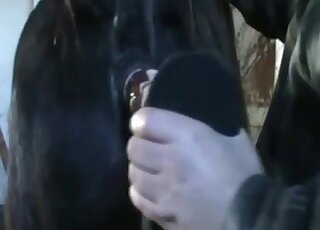 Black horse is happy to get fucked by a colossal horsecock dildo