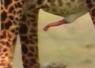 Giraffes end up fucking after long walk and we get to see closeups