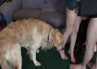 Horny labrador wants to join the action in this late-night threesome