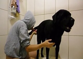 Black Labrador gets sensual blowjob from hoodie wearing guy