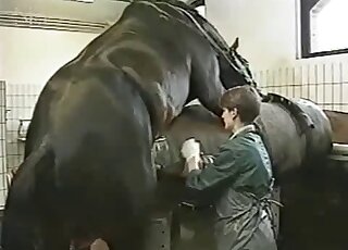 Animal doctors are draining sperm from giant horse cock
