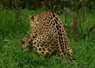 Camera is filming two big Jaguars while they try to have sex