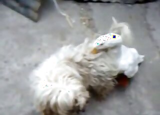 Domestic duck is horny and wants to bang a docile Maltese dog