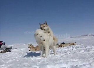 A pair of Samoyed dogs are having sex fun in the snow
