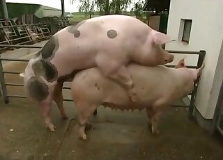 German lady narrates sexual intercourse between two farm pigs