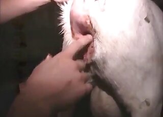 لقطة مقربة لأعضاء الحيوان التناسلية بينما يقوم شاب بإصبعه الشرجي