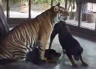 Bystanders filmed a tiger in heat banging Rottweiler dog at a zoo