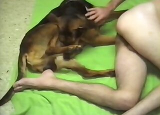 Young guy strokes his dick while having dog's boner up the butt