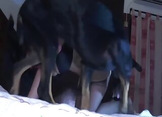 Masked chick in black lingerie enjoys doggy pounding with canine pet