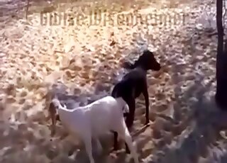 Goat ended up locked with dog during animal copulation