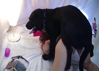 Black Labrador warms up the lady's pussy with licking before banging