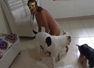 Bull Terrier got sensual BJ from masked girl after banging her hard