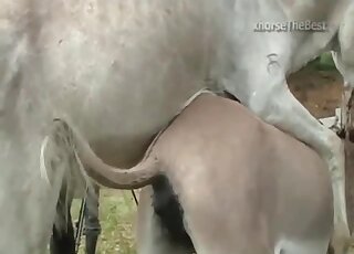 التقطت كاميرا هواة جلسة تزاوج بين الحمير في حالة شبق