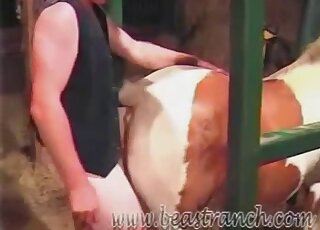 Amateur zoophiliac is filmed while pounding pony from behind