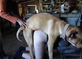 Husband overlooks wife who is getting pounded by their pet dog