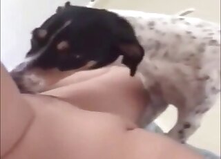 Young vixen spreads legs for pussy licking favor from Jack Russell