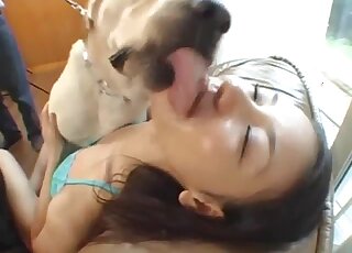 Young Asian girls are about to have zoo group sex with Labradors