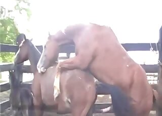 Amateur anima porn - Camera caught copulation session between horses