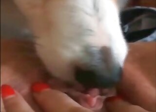 POV pussy rubbing and licking done by cute pet dog