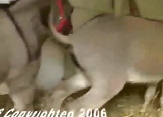 Amateur camera caught zoo copulation between donkeys in stable