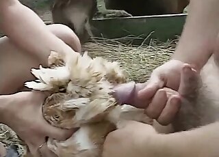Bestiality porn - Wife helps endowed husband nail the chicken